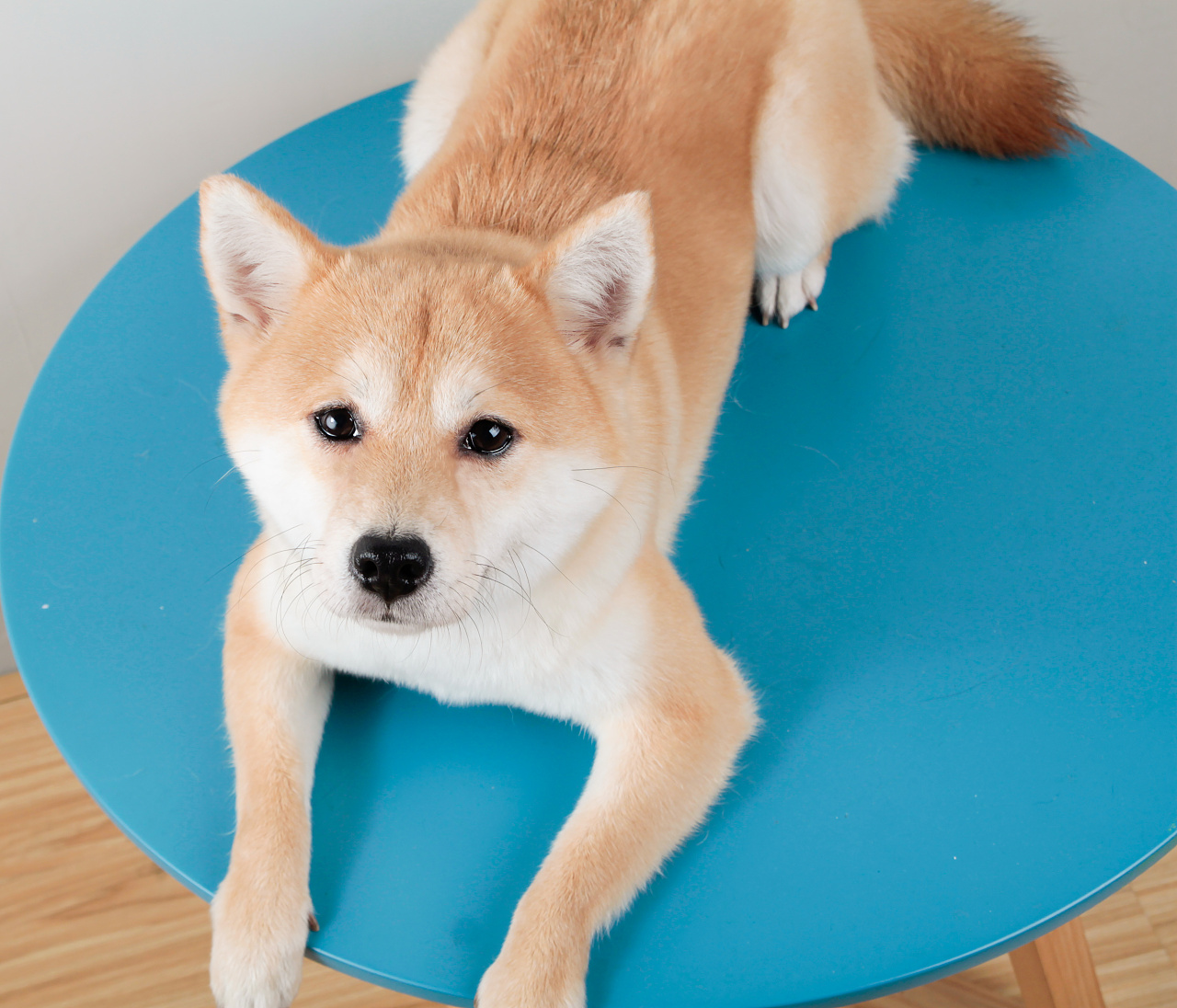 宠物摄影|柴犬的营业微笑 治愈到你了吗?