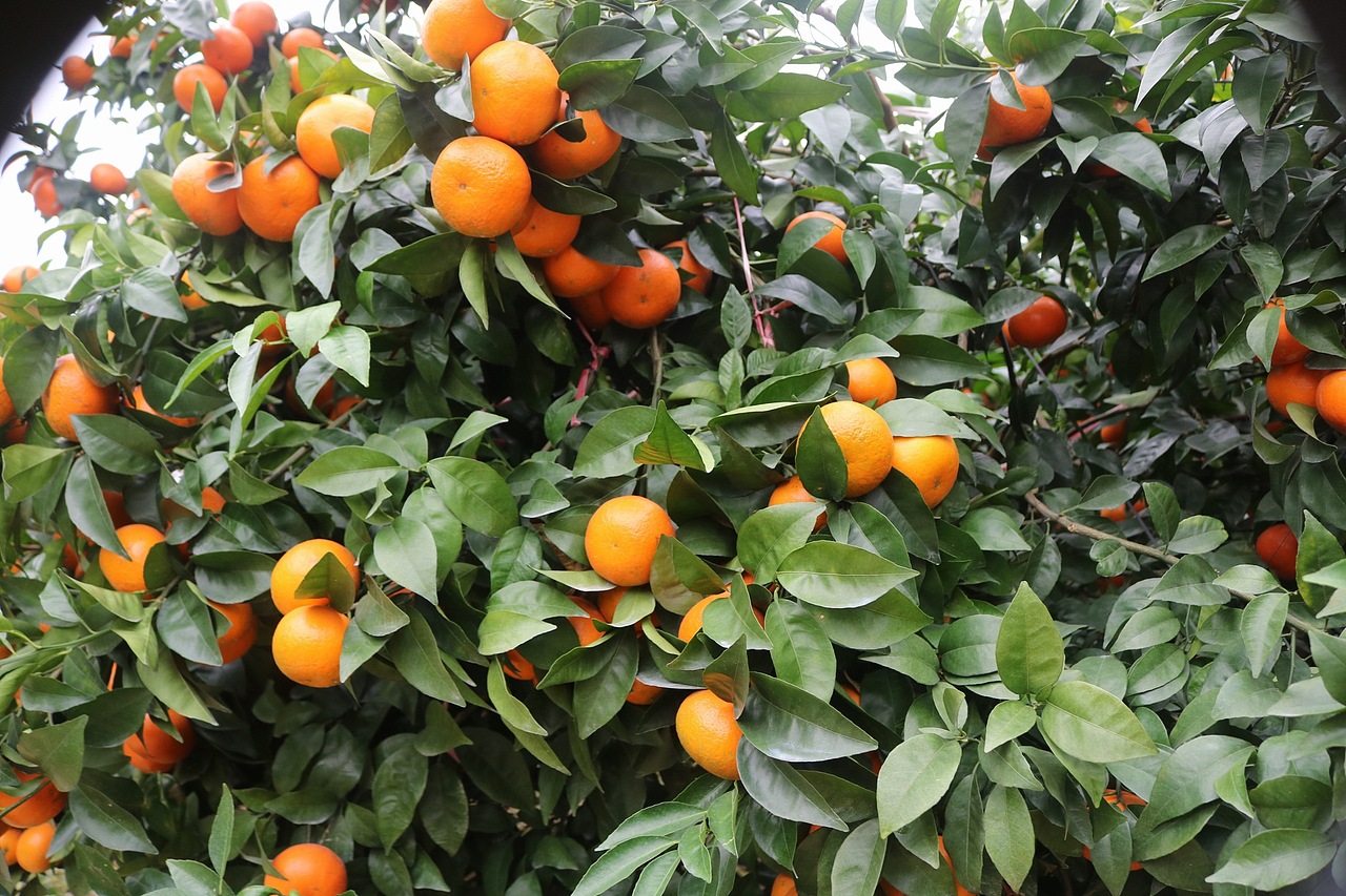 武鸣沃柑 老男人果品