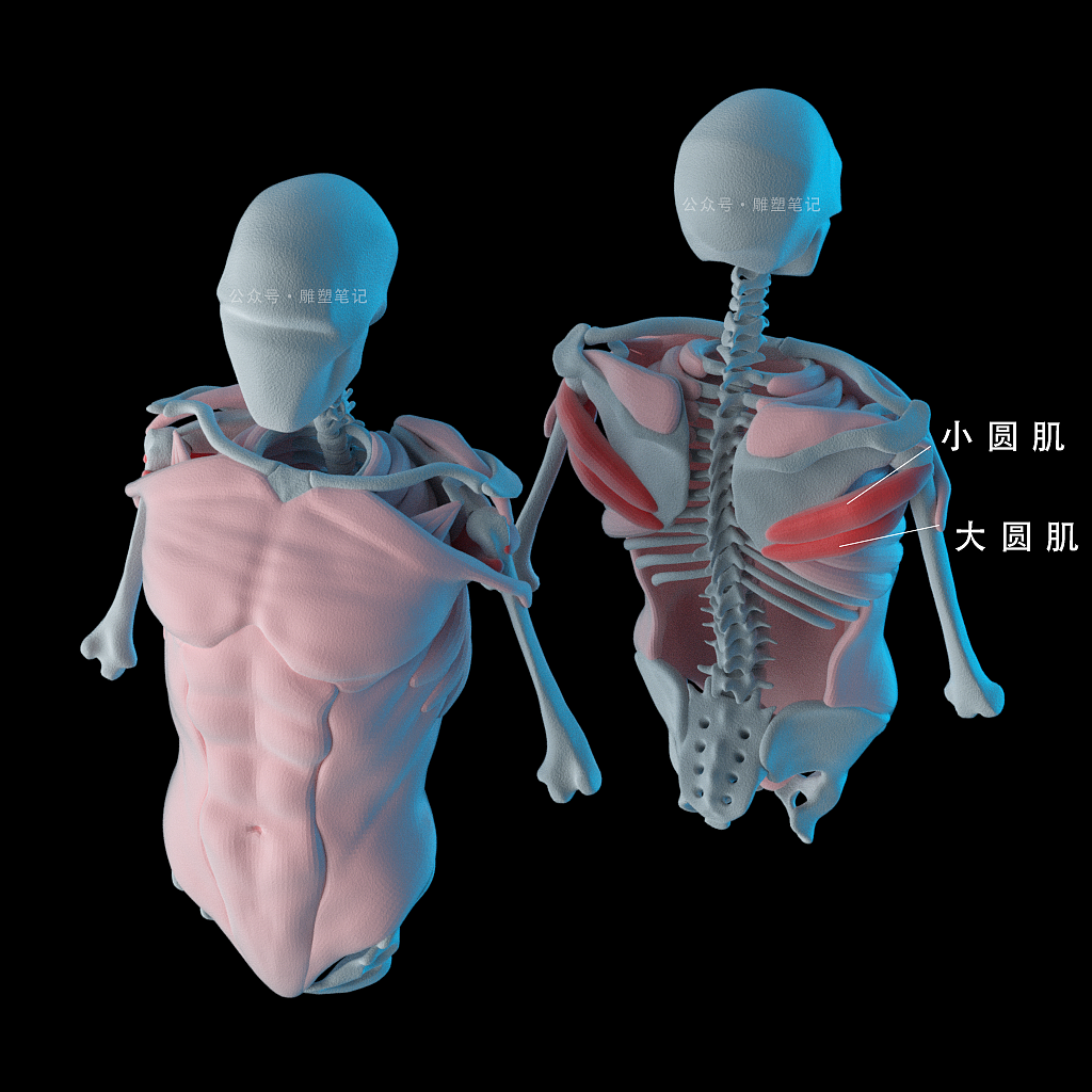 躯干肌肉（图ZMjc2NzY0Njgw） - 人物/生物 - 站酷设计师雕塑笔记原创素材 - 站酷ZCOOL