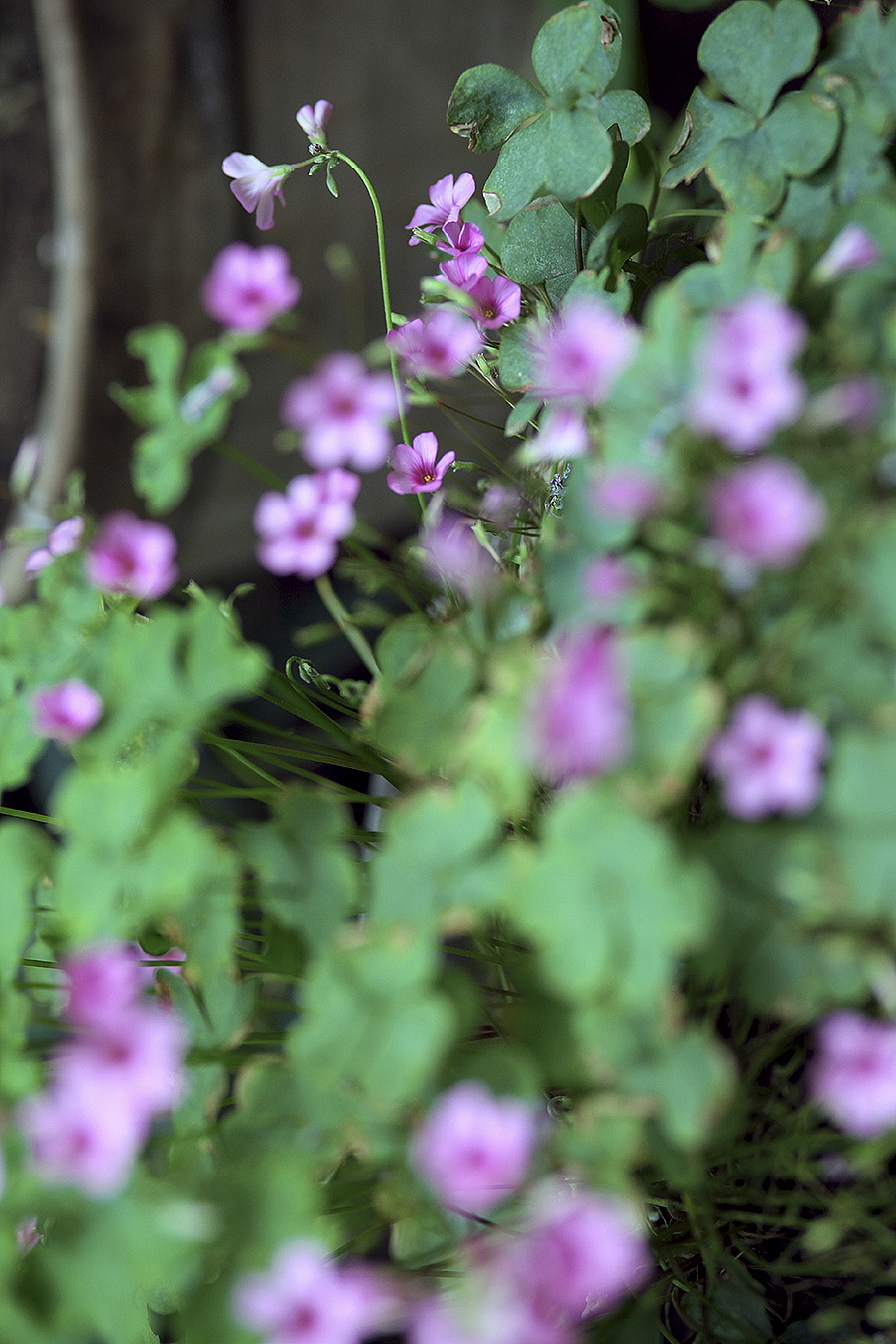 原素---最近刚换了个工作，只能发点老片子了