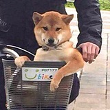 崔呵呵的头像