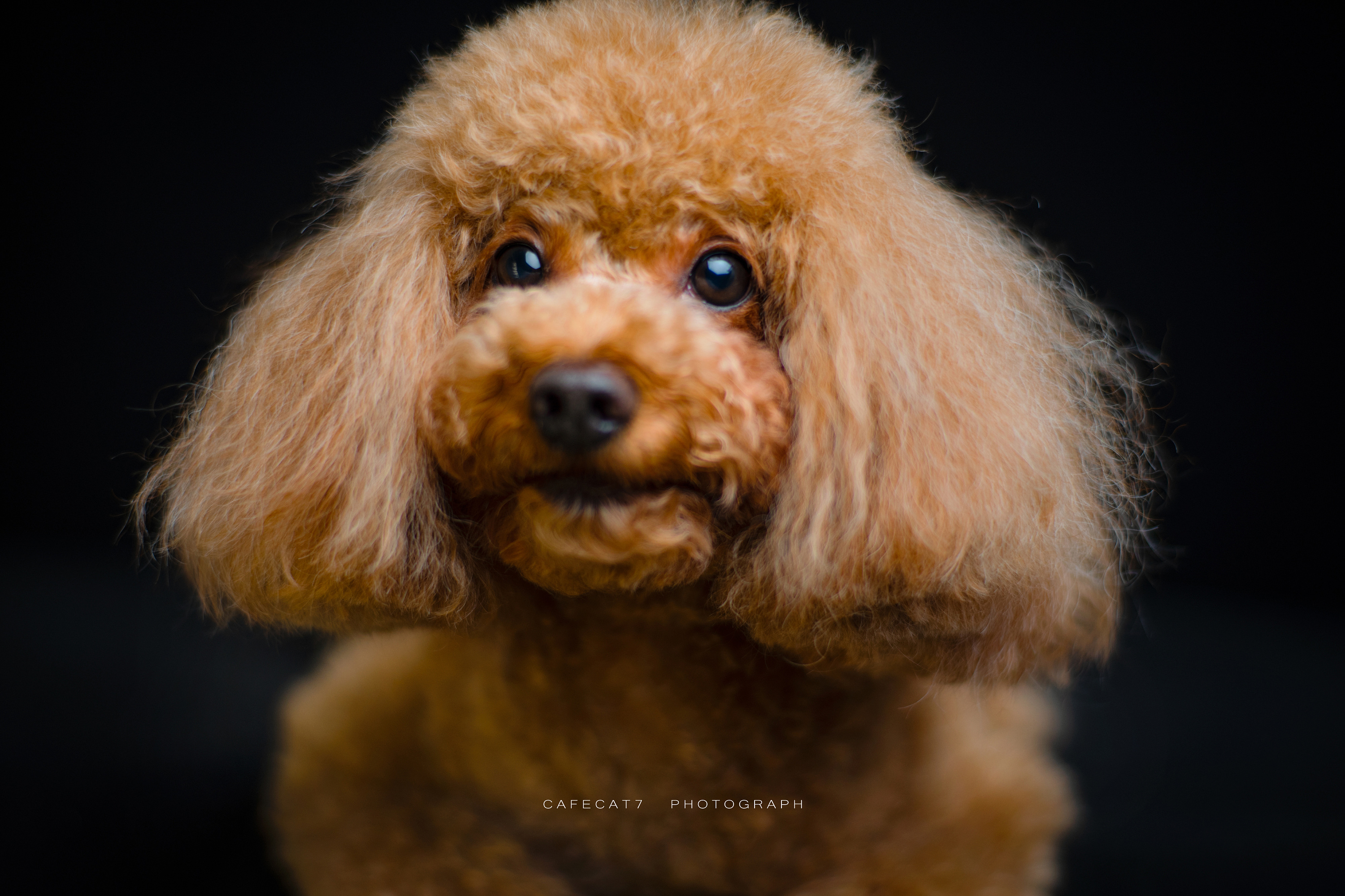 宠物合集|摄影|宠物摄影|速溶咖啡猫 - 原创作品 - 站酷 (zcool)