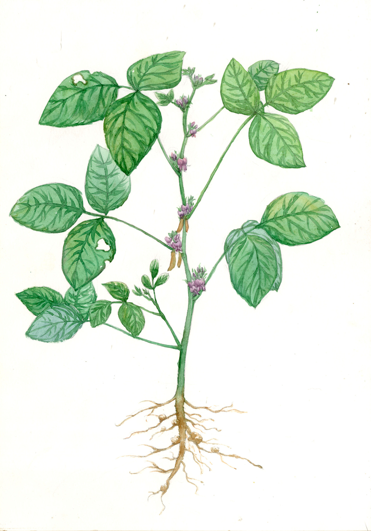 大豆植株 儿童插画 科普