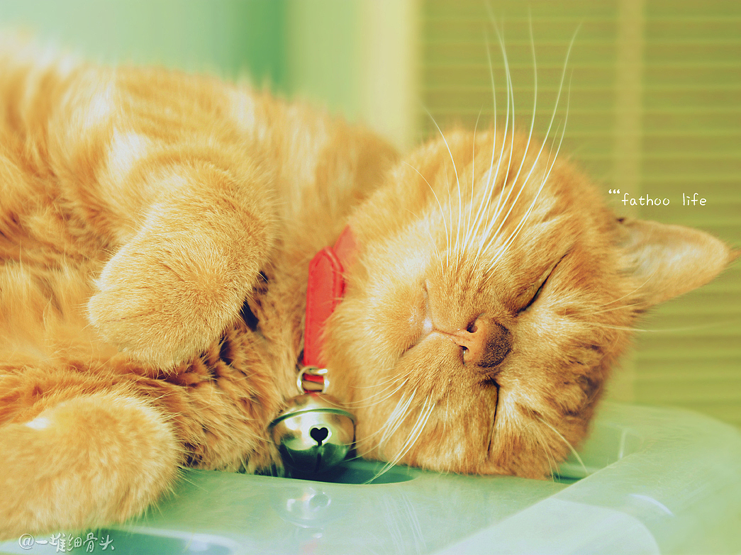 胖虎的日常（一）消魂睡姿集锦（图ZNTM1NTk2NDg=） - 宠物摄影 - 站酷设计师baggiokiva原创素材 - 站酷ZCOOL