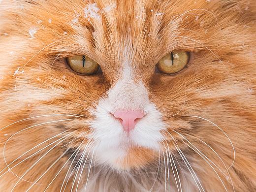 帝苑猫说