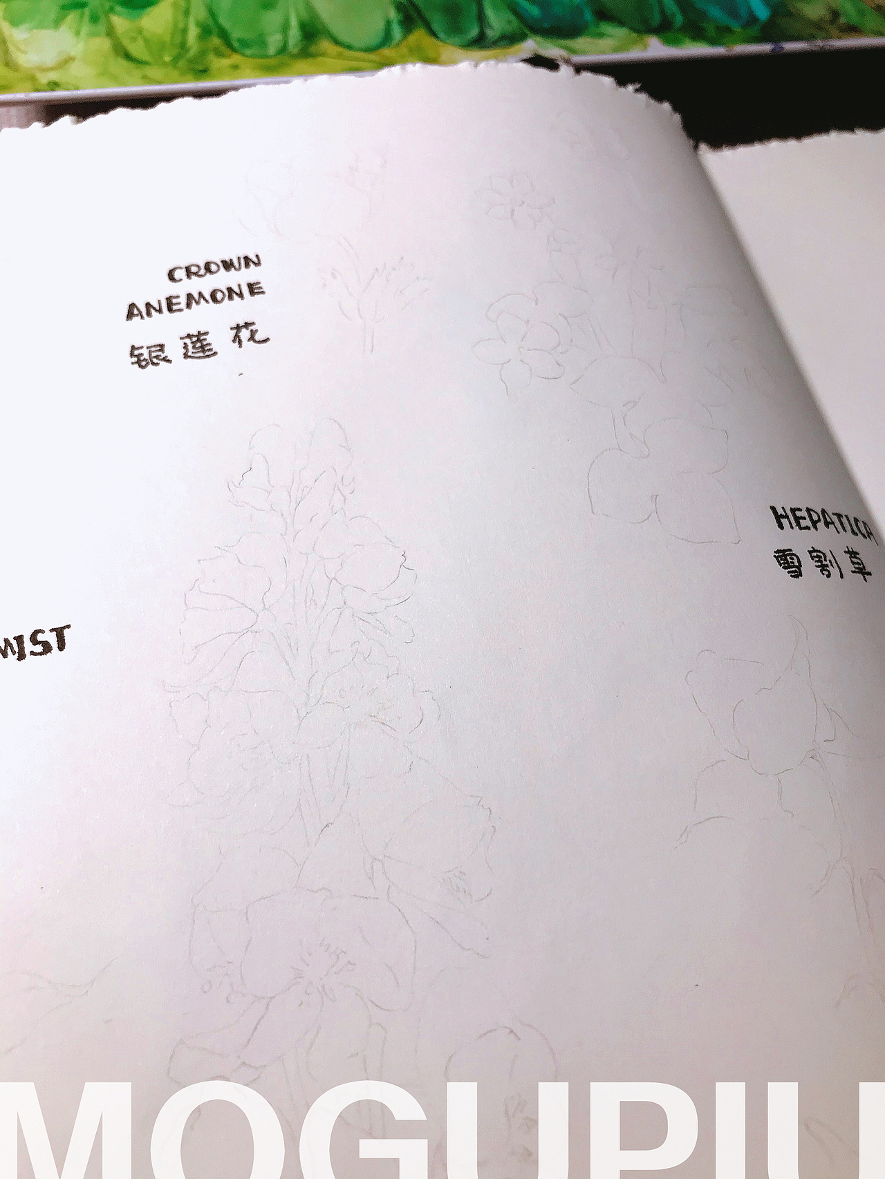 蘑菇PIU的自然笔记 关于春天 关于花开