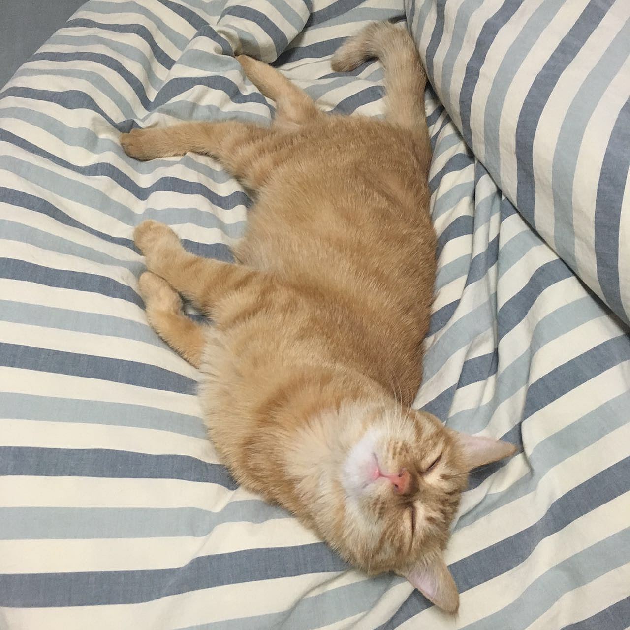 菜刀眼黄豆芽的日常（图ZODEwMzcyODg=） - 宠物摄影 - 站酷设计师violasean原创素材 - 站酷ZCOOL