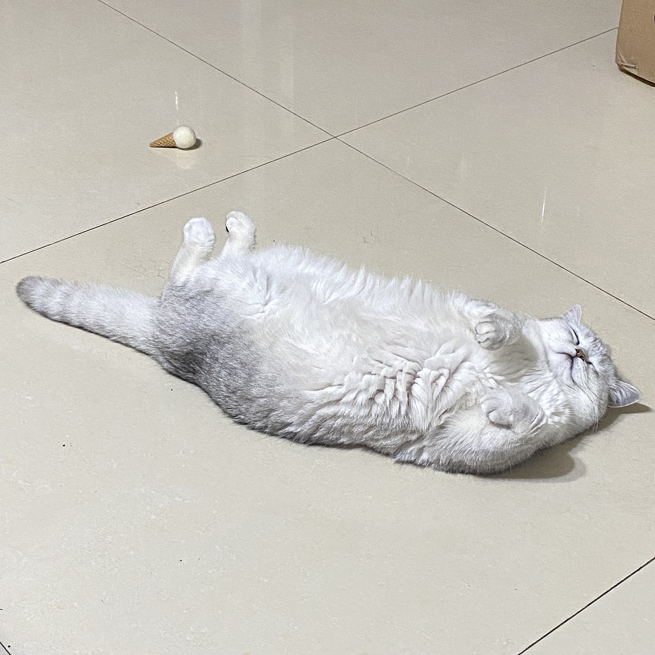 做一只慵懒的小猫咪吧（图ZMzA1NTU5Mzc2） - 宠物摄影 - 站酷设计师Z100751036原创素材 - 站酷ZCOOL