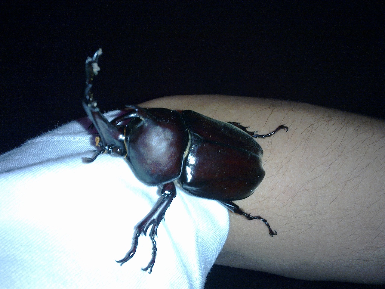 双叉犀金龟独角仙