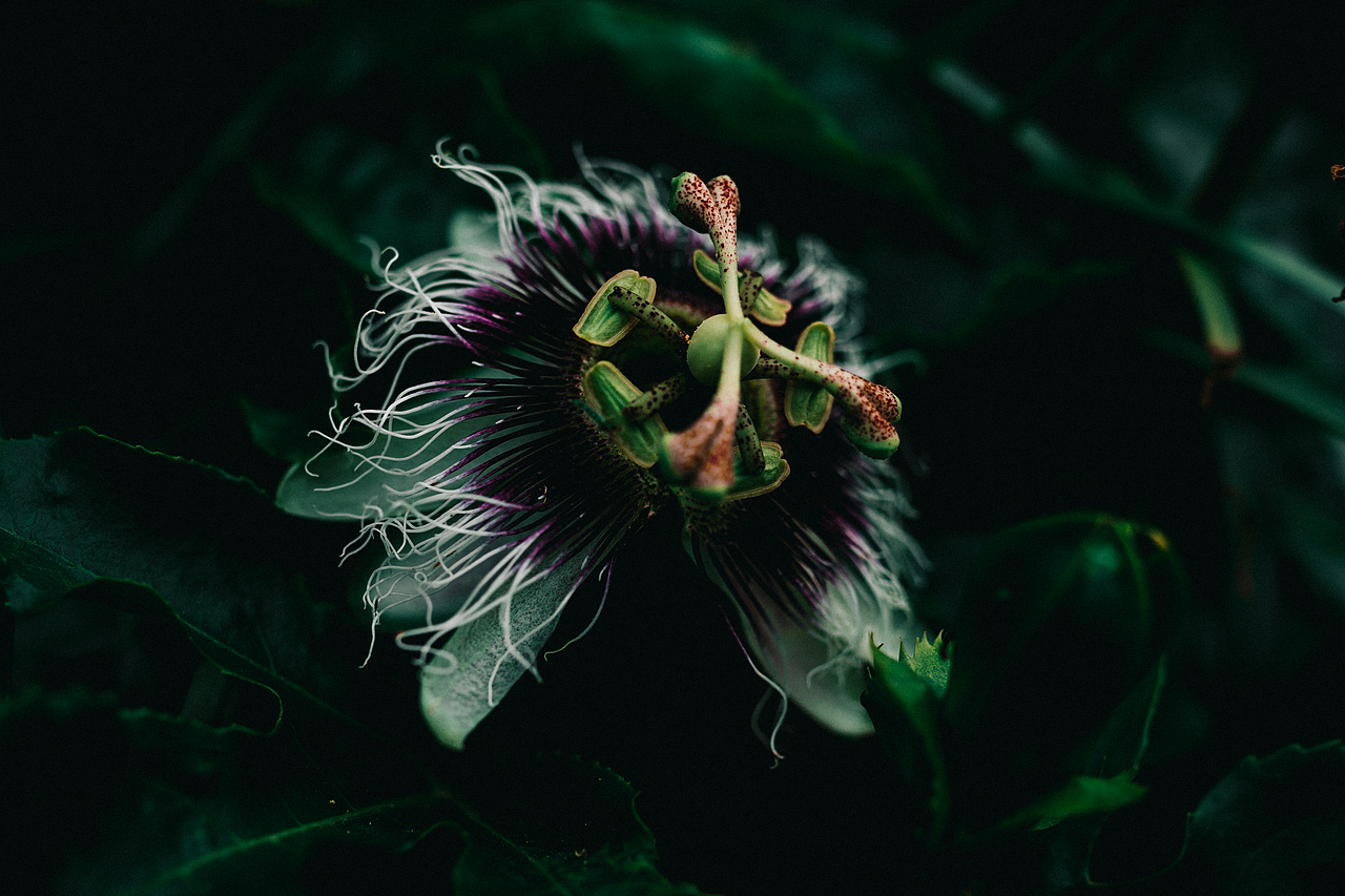 柠檬与鸡蛋果。（图ZMTIxNDk1Njgw） - 产品摄影 - 站酷设计师枫枫枫叶原创素材 - 站酷ZCOOL