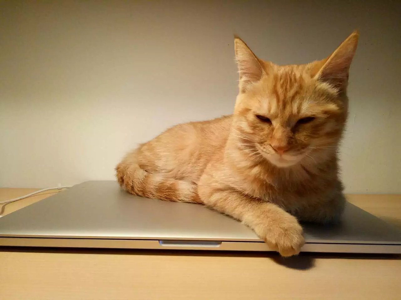 菜刀眼黄豆芽的日常（图ZODEwMzg1NjA=） - 宠物摄影 - 站酷设计师violasean原创素材 - 站酷ZCOOL