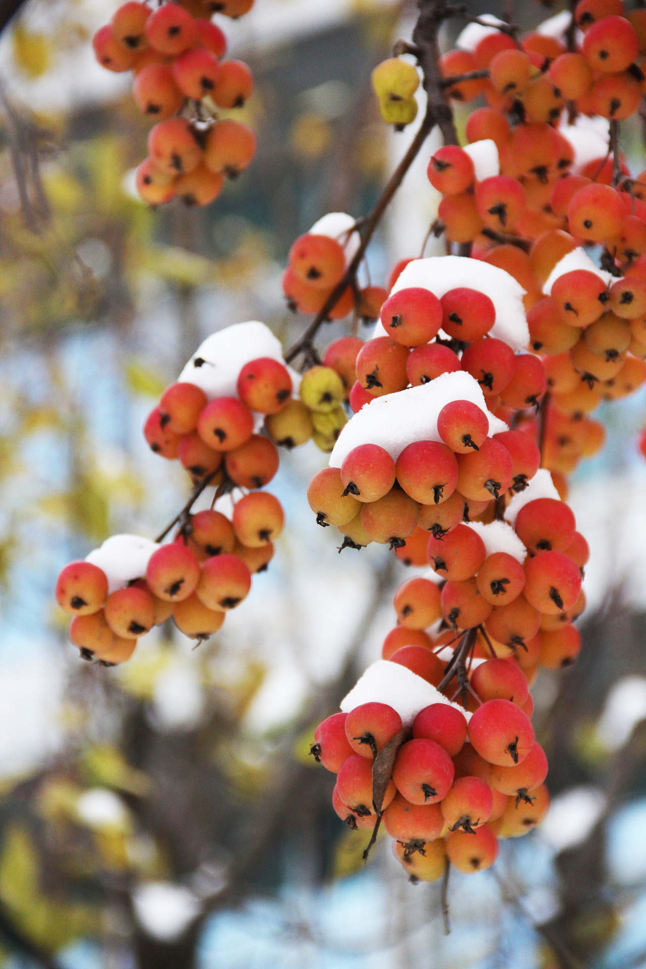《 雪中海棠 》