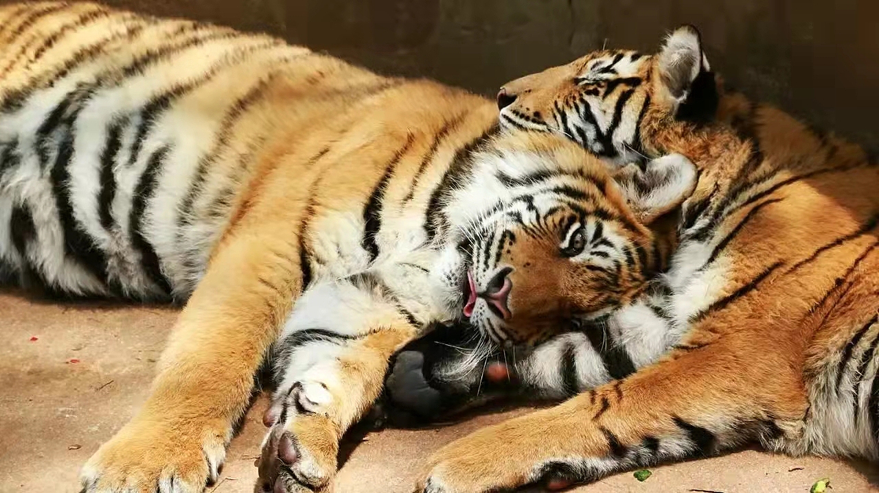 手机摄影（图ZMjkyODkzMTYw） - 人文/纪实摄影 - 站酷设计师C大猫原创素材 - 站酷ZCOOL