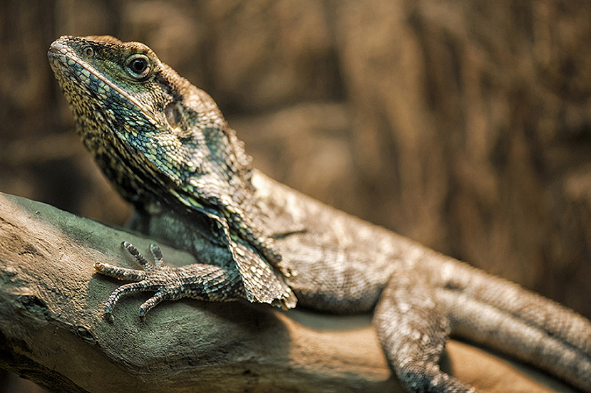 2013拍摄动物整理