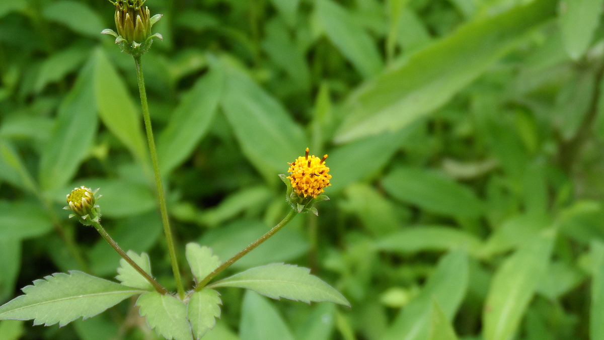 2013家里的那些花 (二)