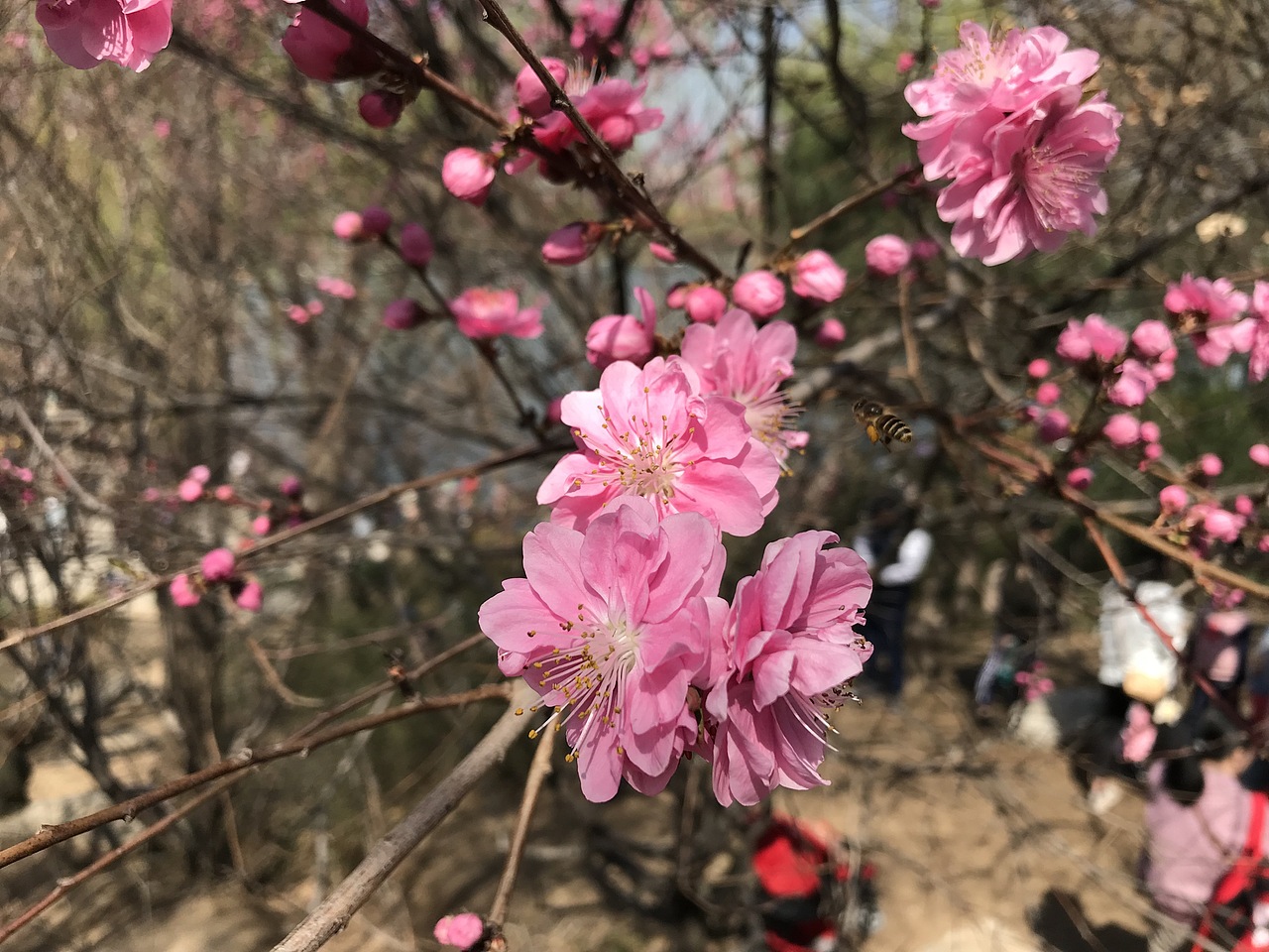 杨飞。苹果前置摄影（图ZMTU0MTczNzY0） - 产品摄影 - 站酷设计师杨飞业余摄影原创素材 - 站酷ZCOOL