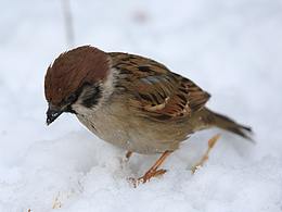 如果,被关在笼子里的是我们