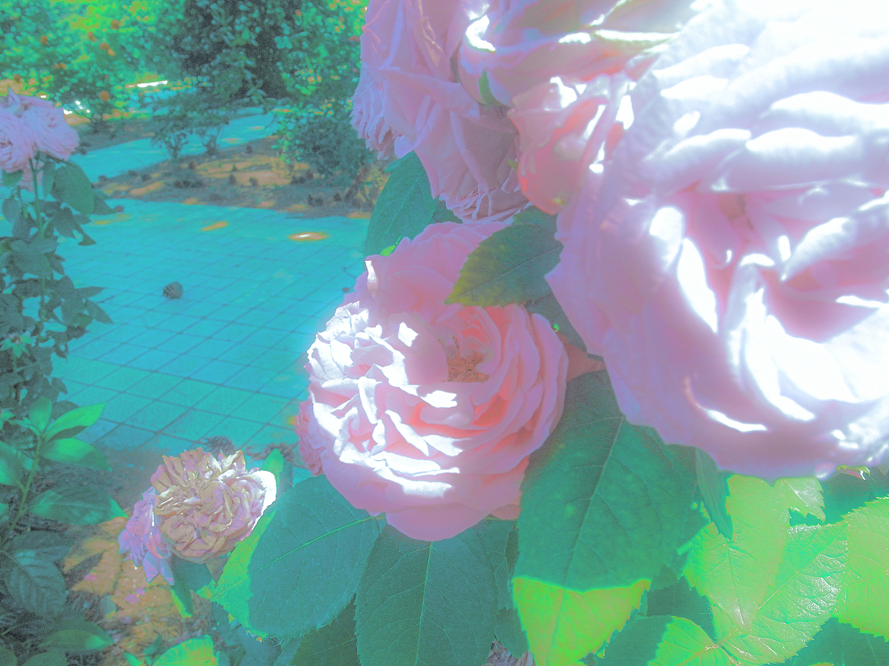 夏天回忆录（图ZMzUzMDU2ODM2） - 风光摄影 - 站酷设计师茶淡淡香原创素材 - 站酷ZCOOL