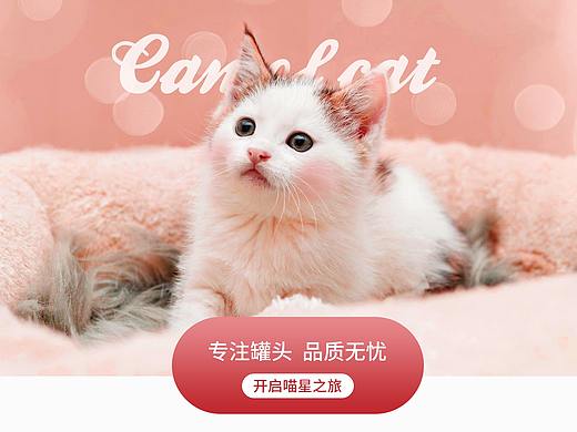 宠物首页