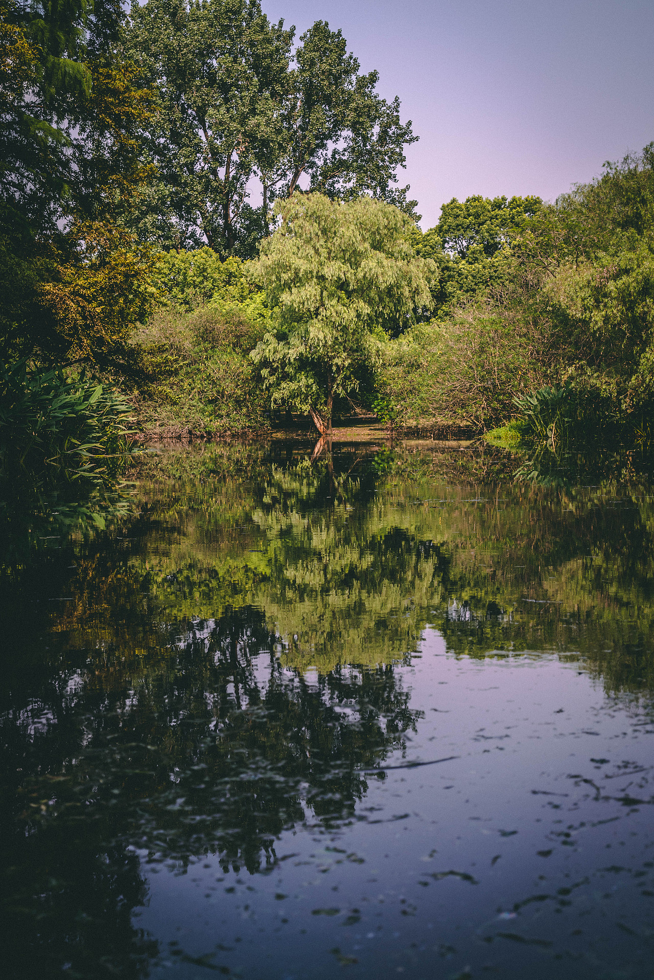 上海——共青森林公园