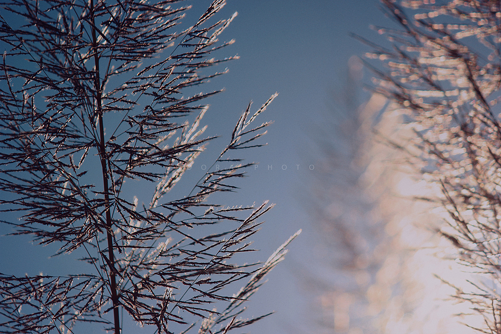 微风的叙事无声的独白（图ZMzI3MDM1NDA4） - 其他摄影 - 站酷设计师朵拉影像原创素材 - 站酷ZCOOL