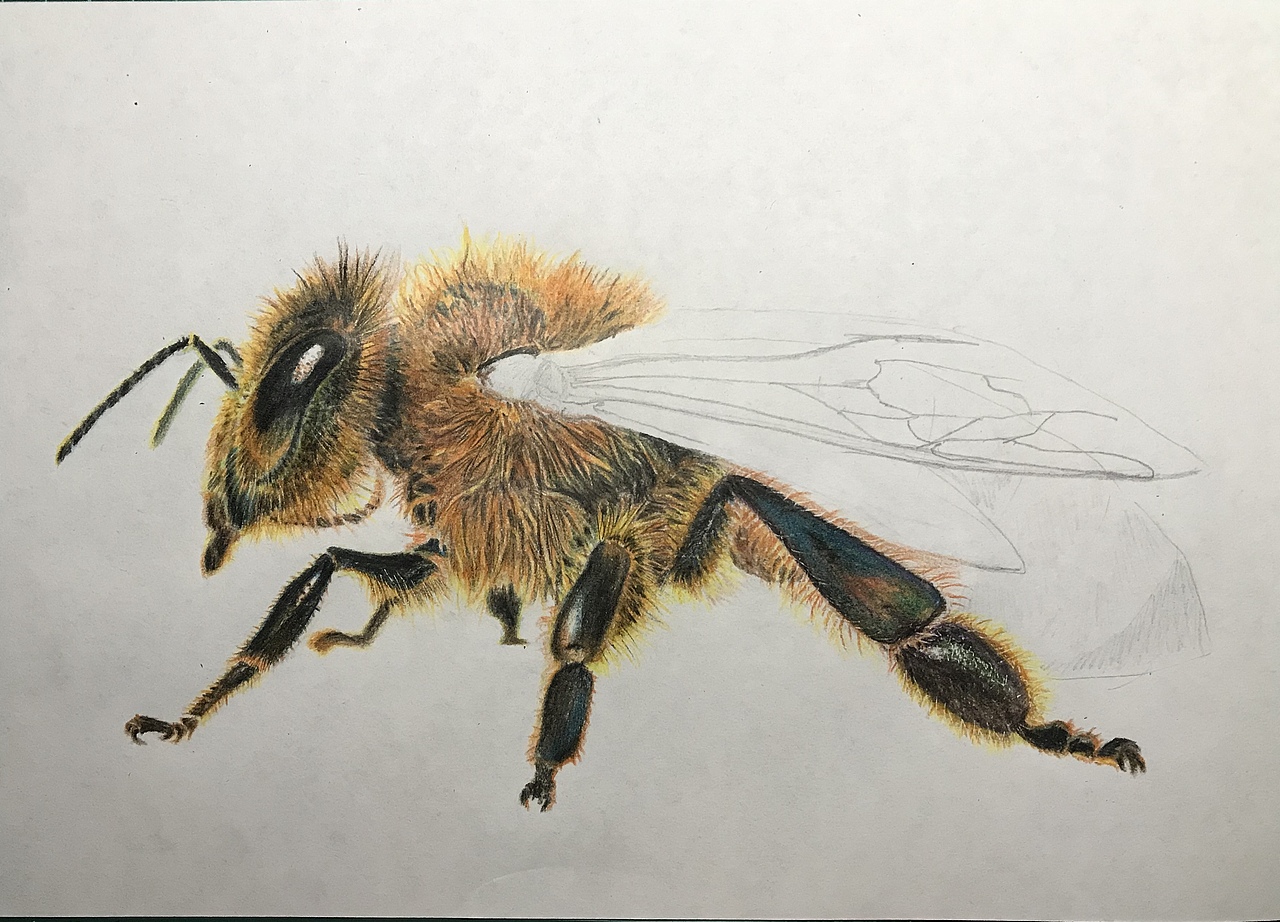 蜜蜂93|纯艺术|绘画|懒猫仔_原创作品-站酷zcool