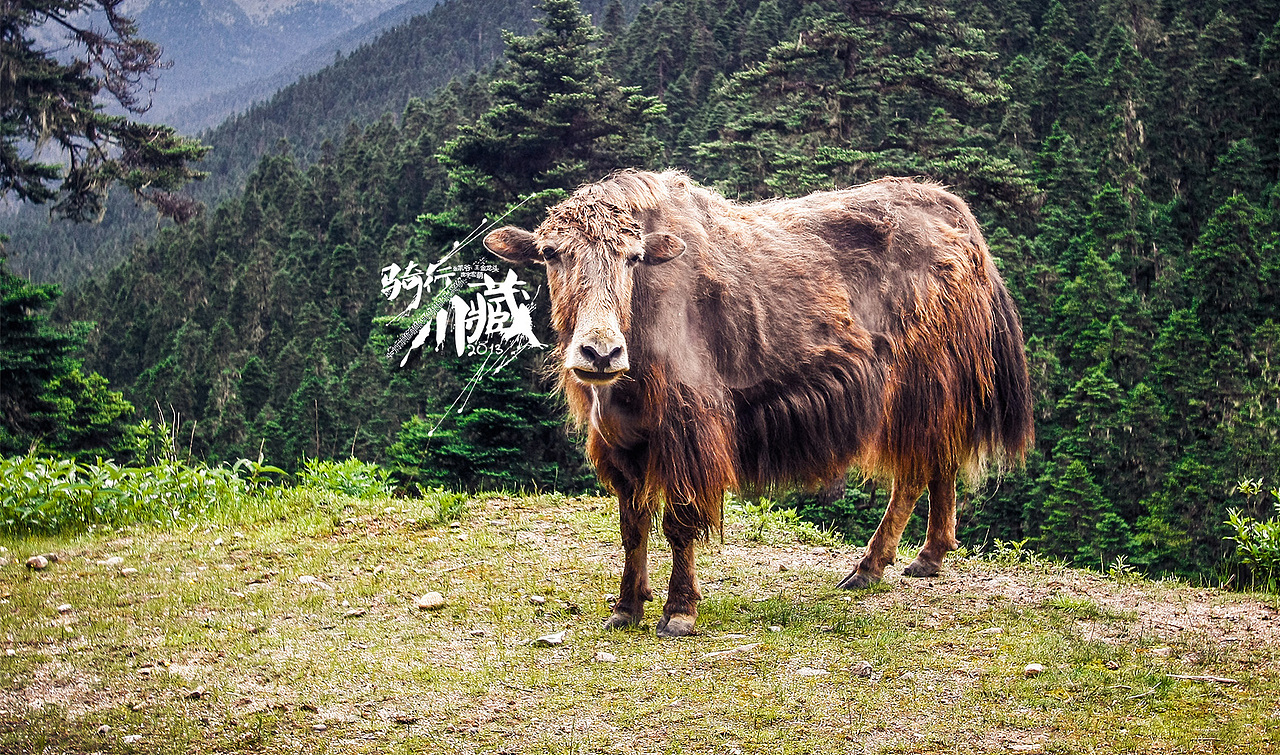 哞~·愚蠢的人类，看什么看，哞~~