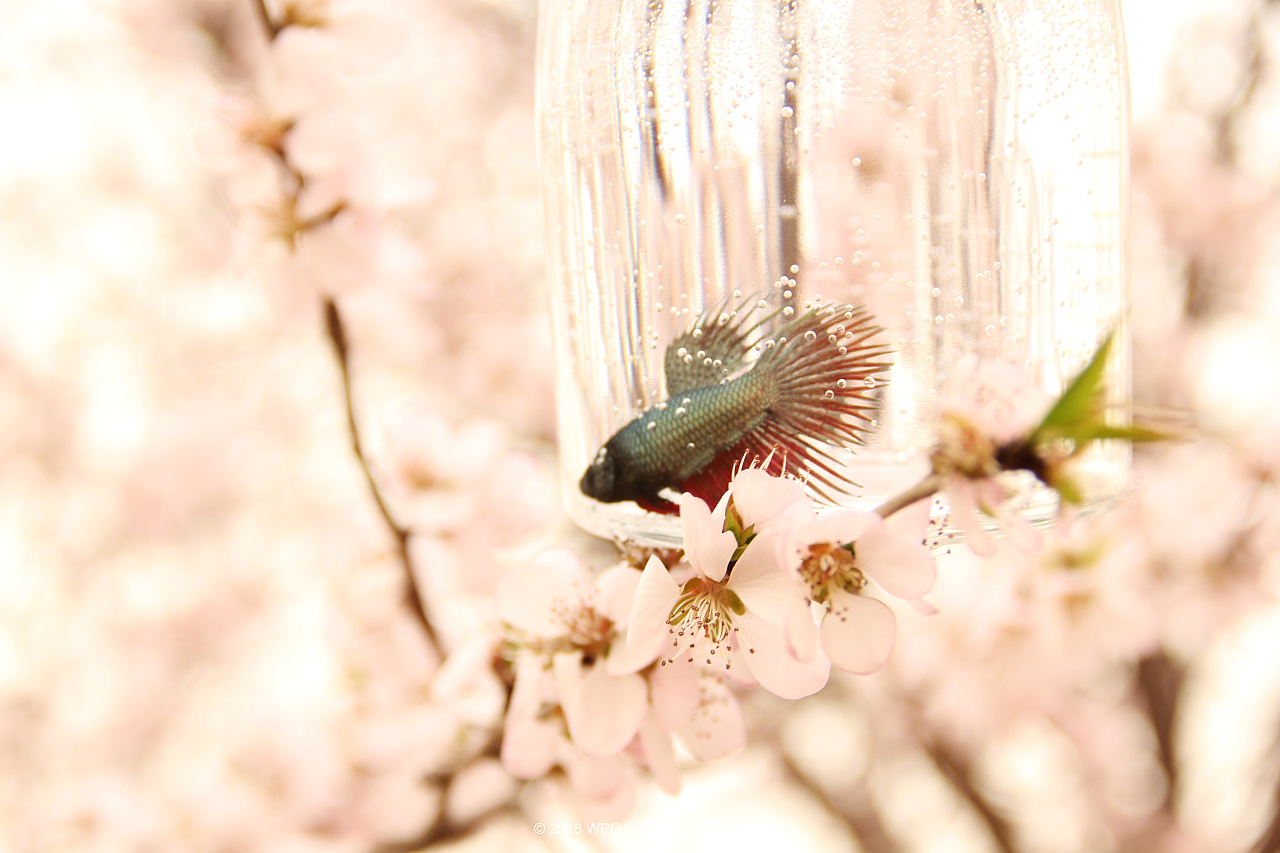 后来瓶子口小 担心金鱼放不进去 又突然想到斗鱼 想拍一组斗鱼和桃花