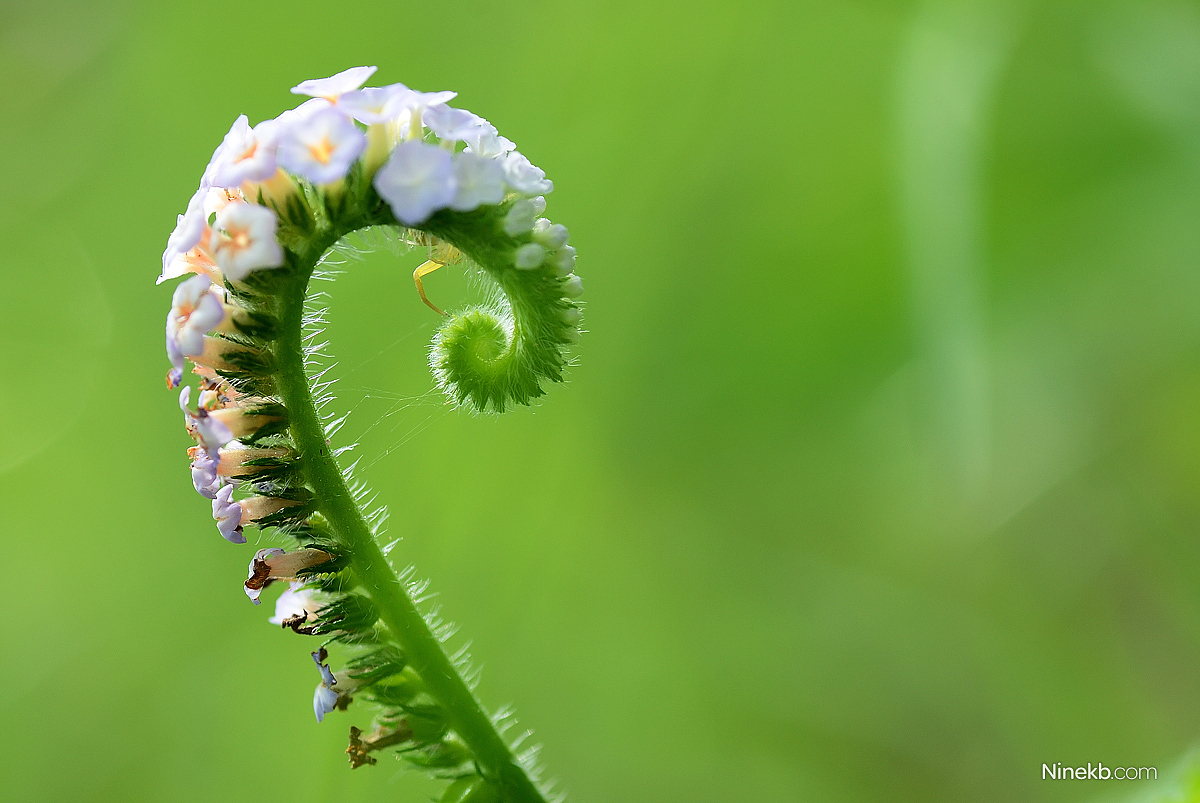 精灵杂片（图ZMzk4OTIwOA==） - 风光摄影 - 站酷设计师ninekb原创素材 - 站酷ZCOOL