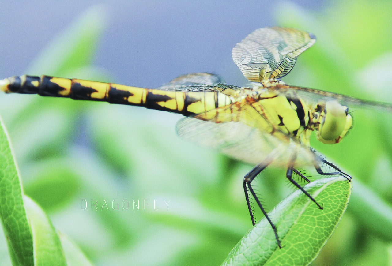 dragonfly