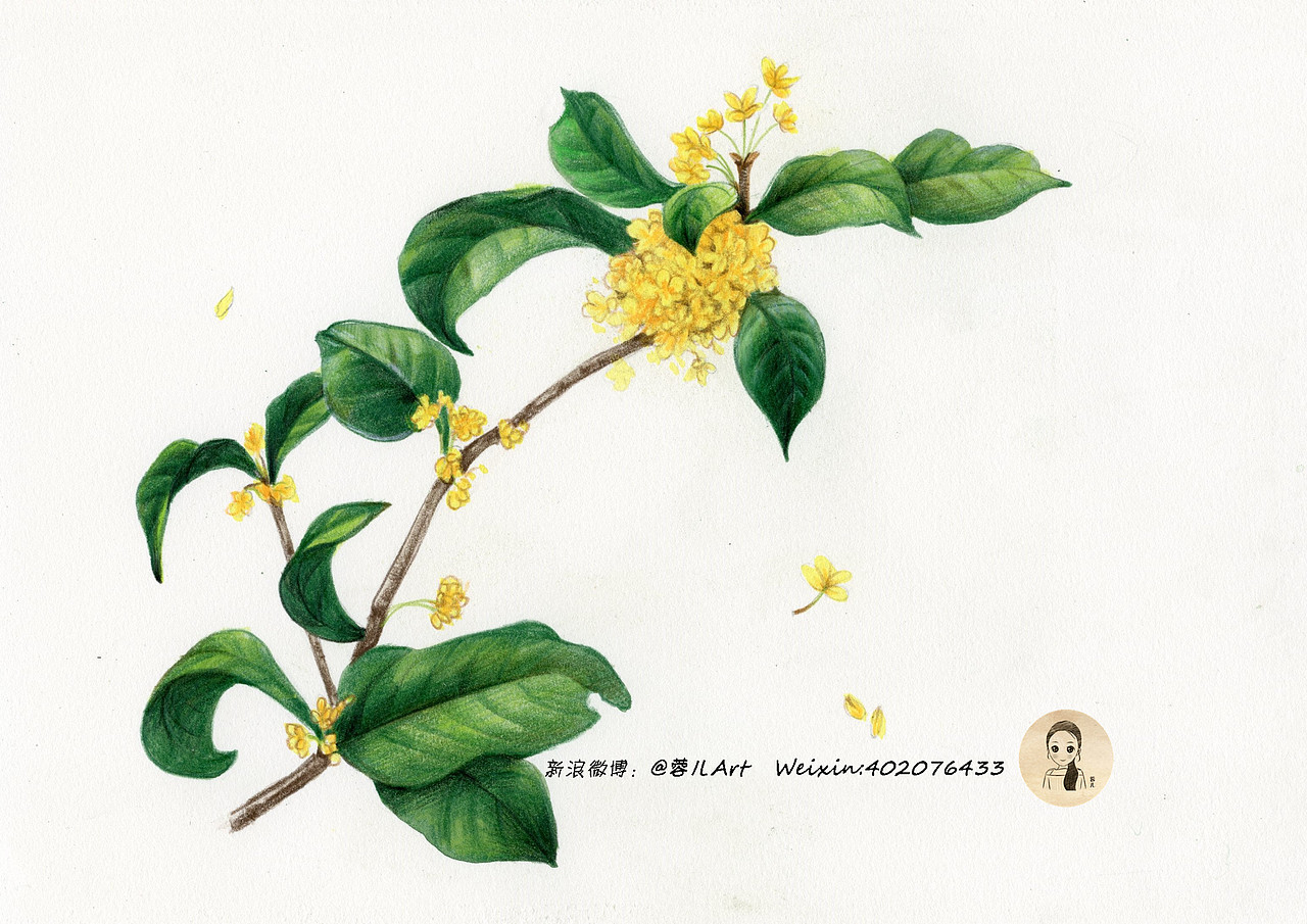 【桂花】彩铅基础教程 ：八月桂花香