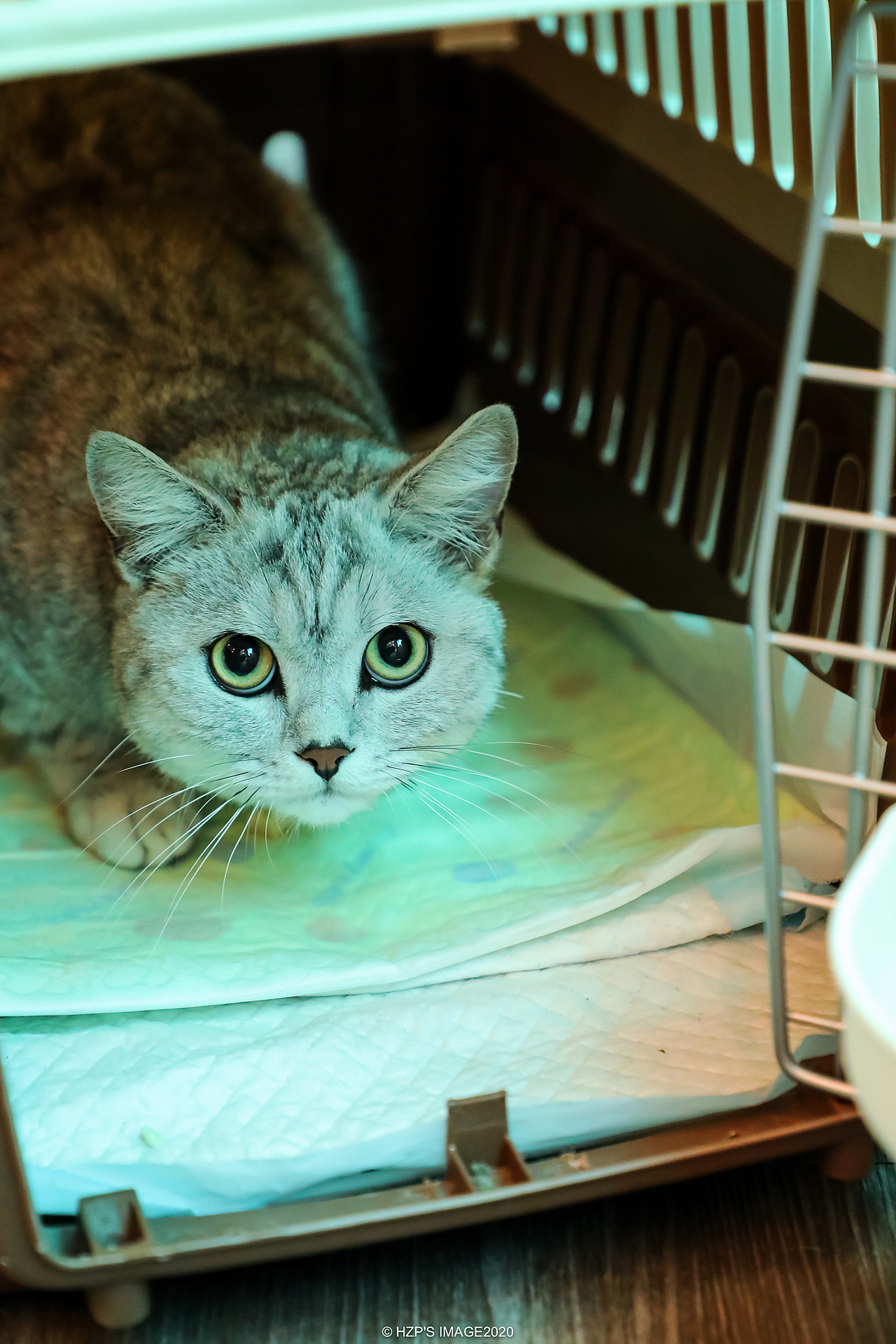 吸猫撸猫（图ZMjEwOTMxMzk2） - 宠物摄影 - 站酷设计师下乡种田帅小伙原创素材 - 站酷ZCOOL