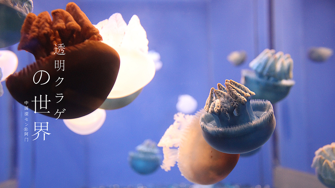 透明の海底世界（图ZMTE1Mjk0OTI=） - 风光摄影 - 站酷设计师michaelpst原创素材 - 站酷ZCOOL