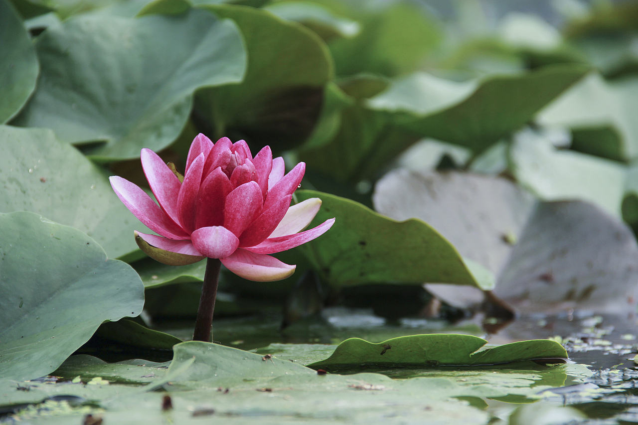 白洋淀荷花（圖ZNzA5ODY4ODA=） - 風(fēng)光攝影 - 站酷設(shè)計(jì)師山山而川上的麥子原創(chuàng)素材 - 站酷ZCOOL