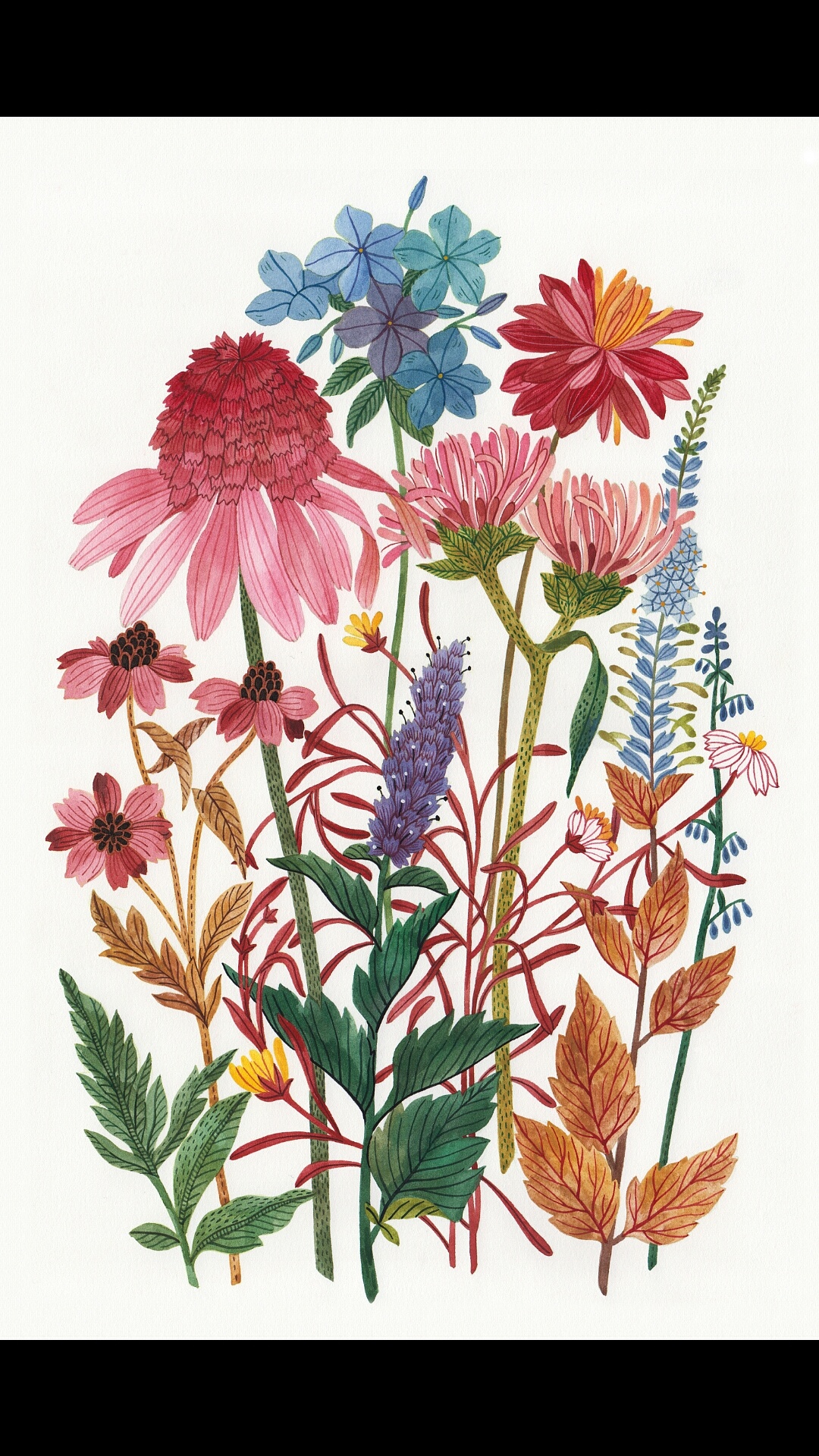 植物|插画|创作习作|颜无wu - 原创作品 - 站酷 (zcool)