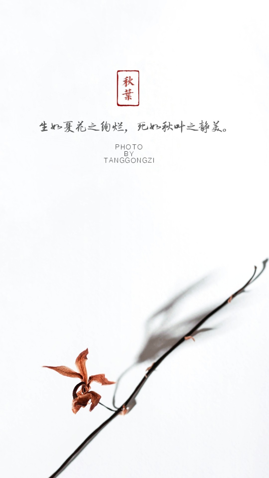 枯葉（圖ZMjA0OTMxMzcy） - 修圖/后期 - 站酷設(shè)計師佛系Tang原創(chuàng)素材 - 站酷ZCOOL