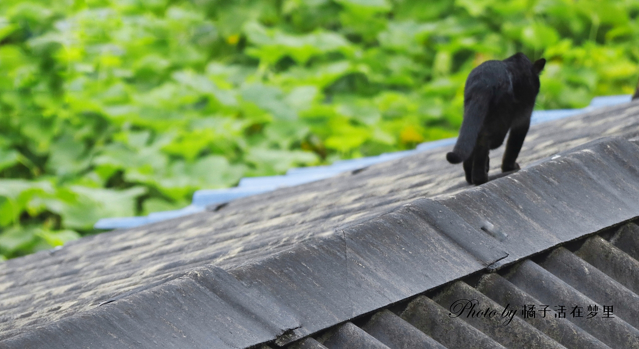 “日午貓晴一線時(shí)，紅嫣紫媚正猖披?！保▓DZMTc2MTA3NjIw） - 寵物攝影 - 站酷設(shè)計(jì)師橘子活在夢里原創(chuàng)素材 - 站酷ZCOOL