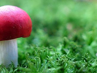 创意设计海报-菇