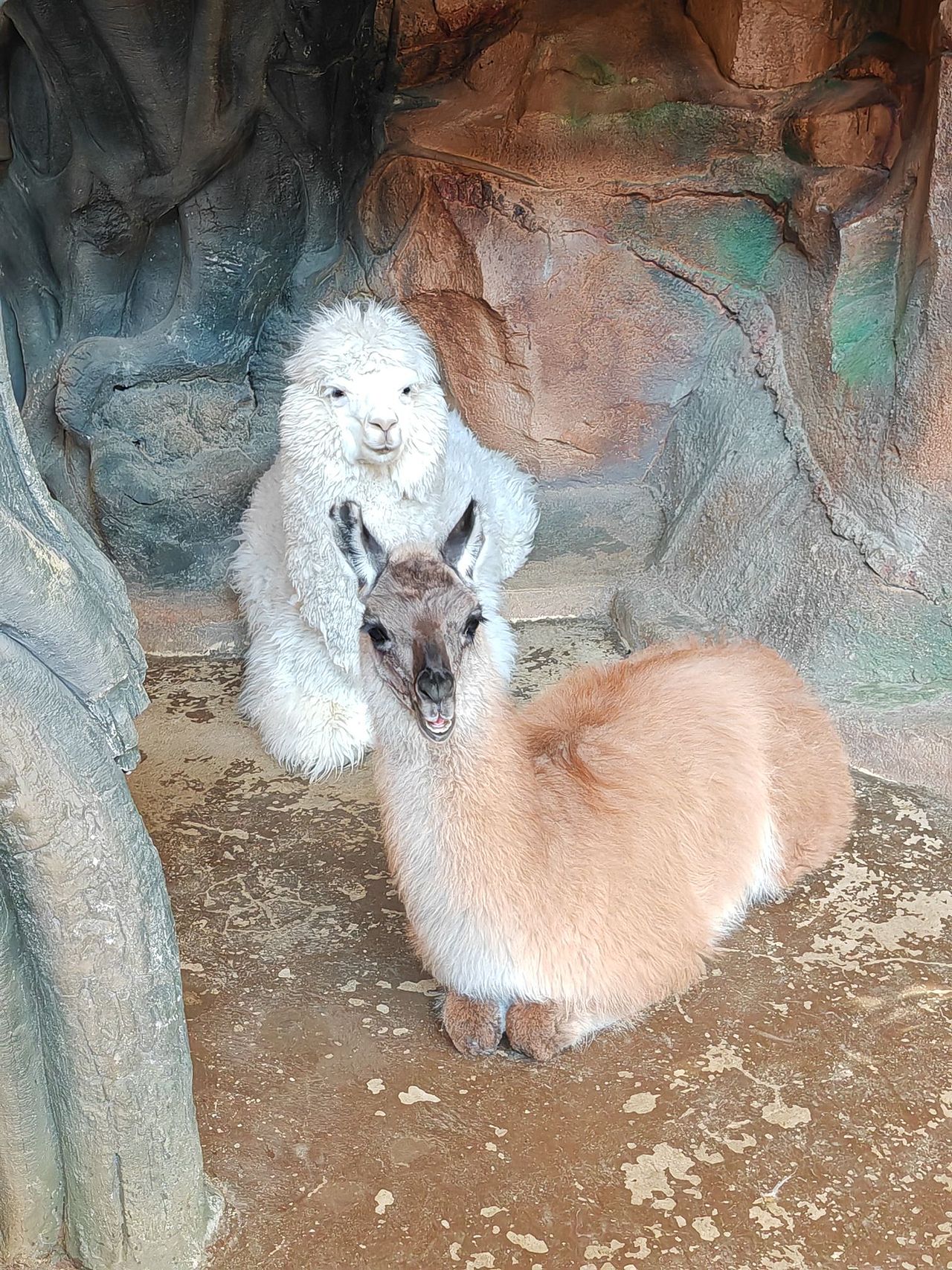 定格人间（图ZMzQzMjI1NDIw） - 宠物摄影 - 站酷设计师君莫笑1121原创素材 - 站酷ZCOOL