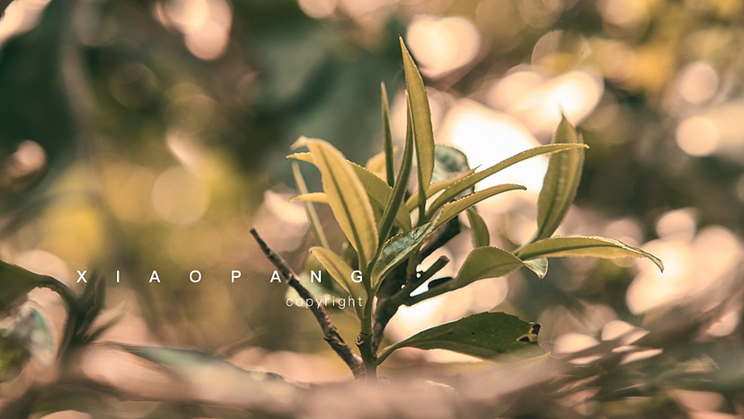 叁月视觉|世界茶山之最|景迈山古茶林