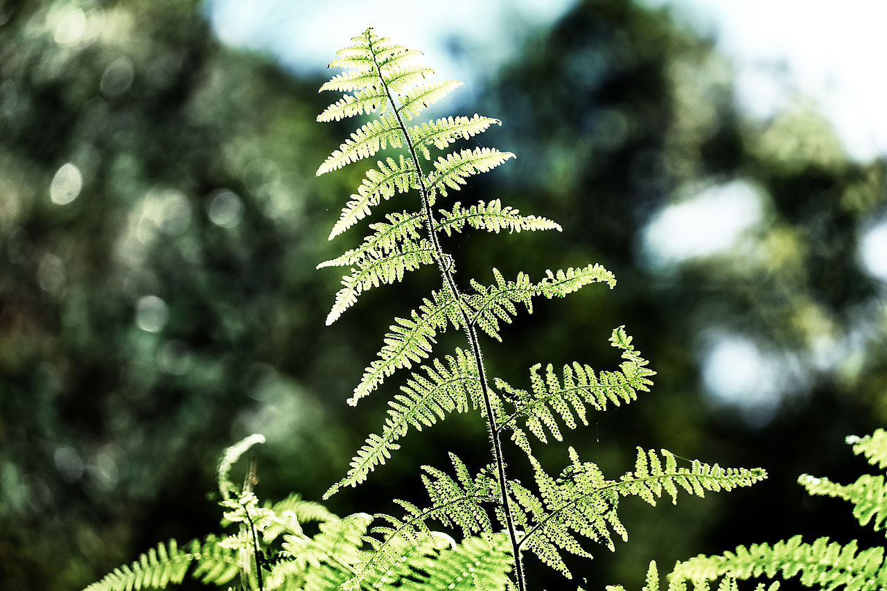 野生陽(yáng)光（圖ZMjc3ODkwMjY4） - 風(fēng)光攝影 - 站酷設(shè)計(jì)師只鳥原創(chuàng)素材 - 站酷ZCOOL