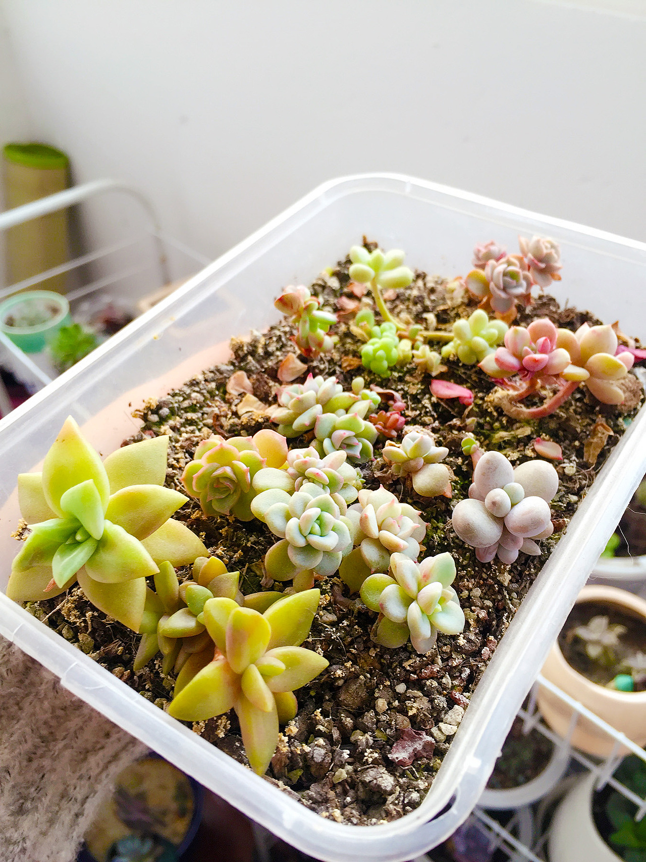 2015-2017年间的一些多肉（图ZODMyNjA3NzI=） - 产品摄影 - 站酷设计师一一是只汪原创素材 - 站酷ZCOOL