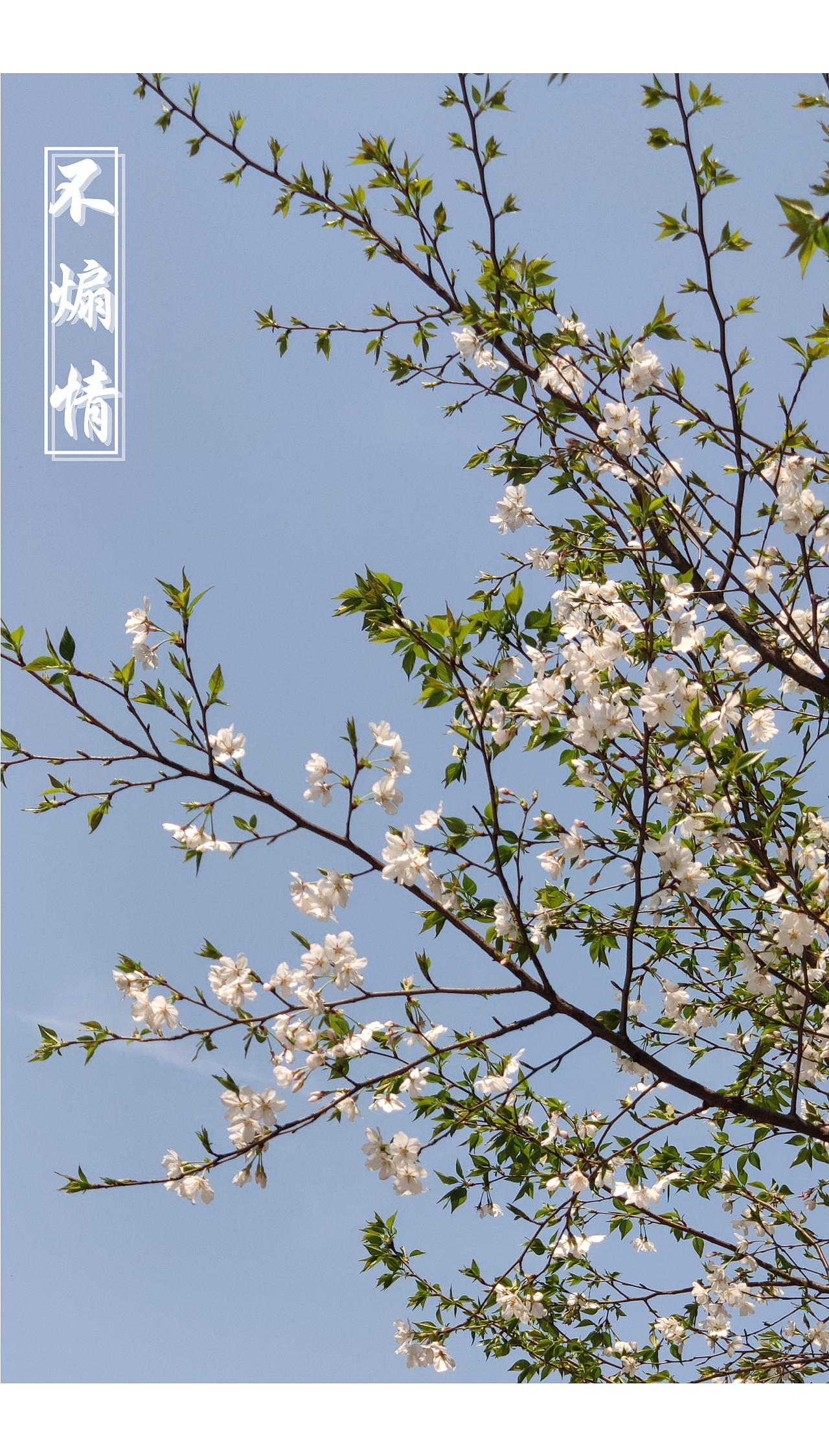 花呀~（图ZMTUxNDU4MTU2） - 其他摄影 - 站酷设计师岁聿原创素材 - 站酷ZCOOL