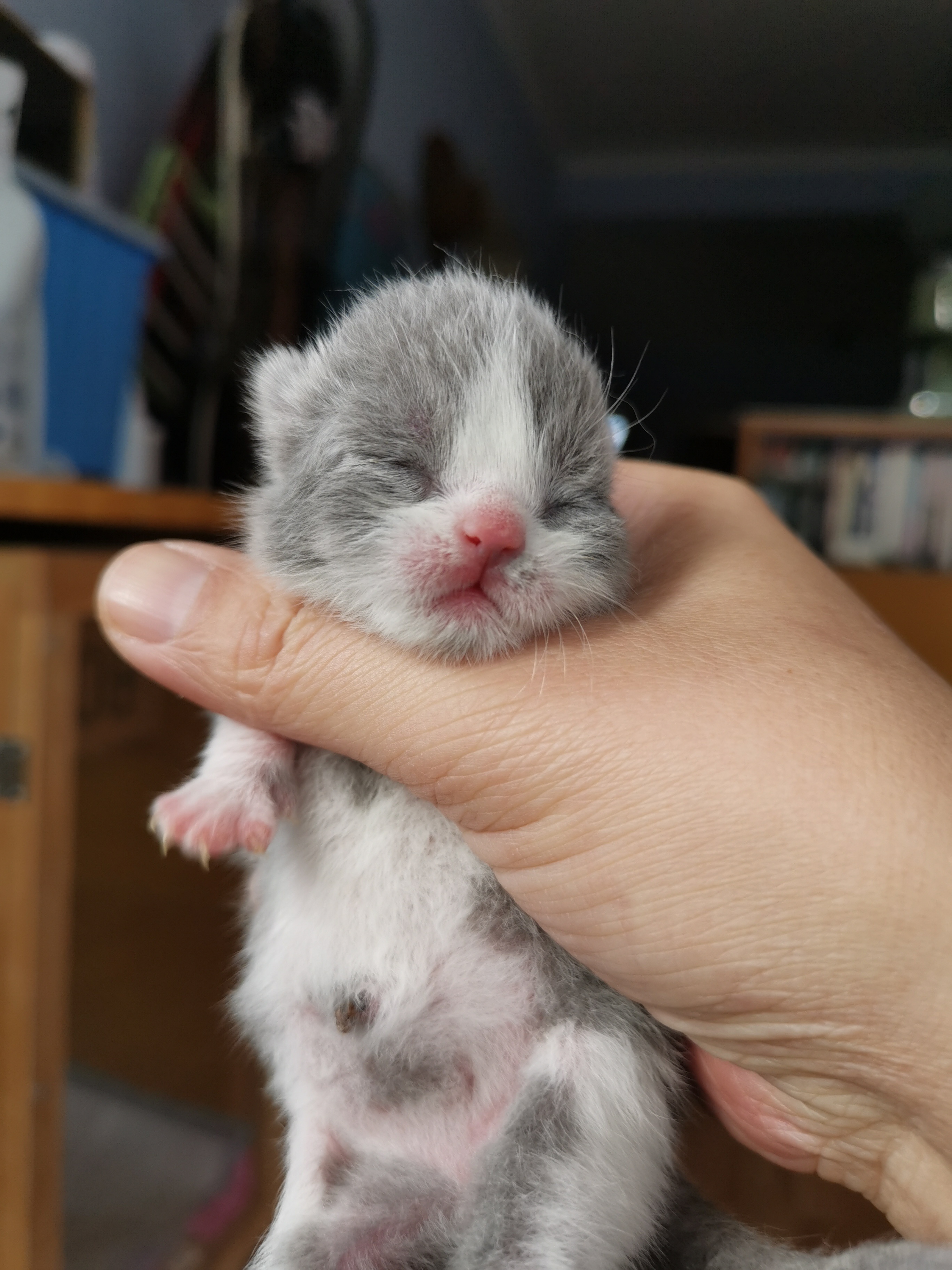 沐米猫舍 英短猫 编号113:英短蓝白色五粉 猫咪