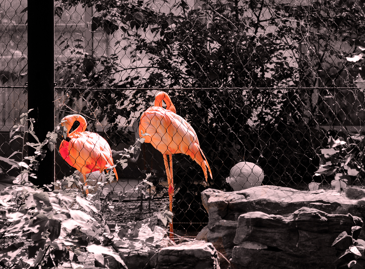 动物园的动物们（图ZNTQ4NDI5OTY=） - 宠物摄影 - 站酷设计师爱喝咖啡的貘原创素材 - 站酷ZCOOL