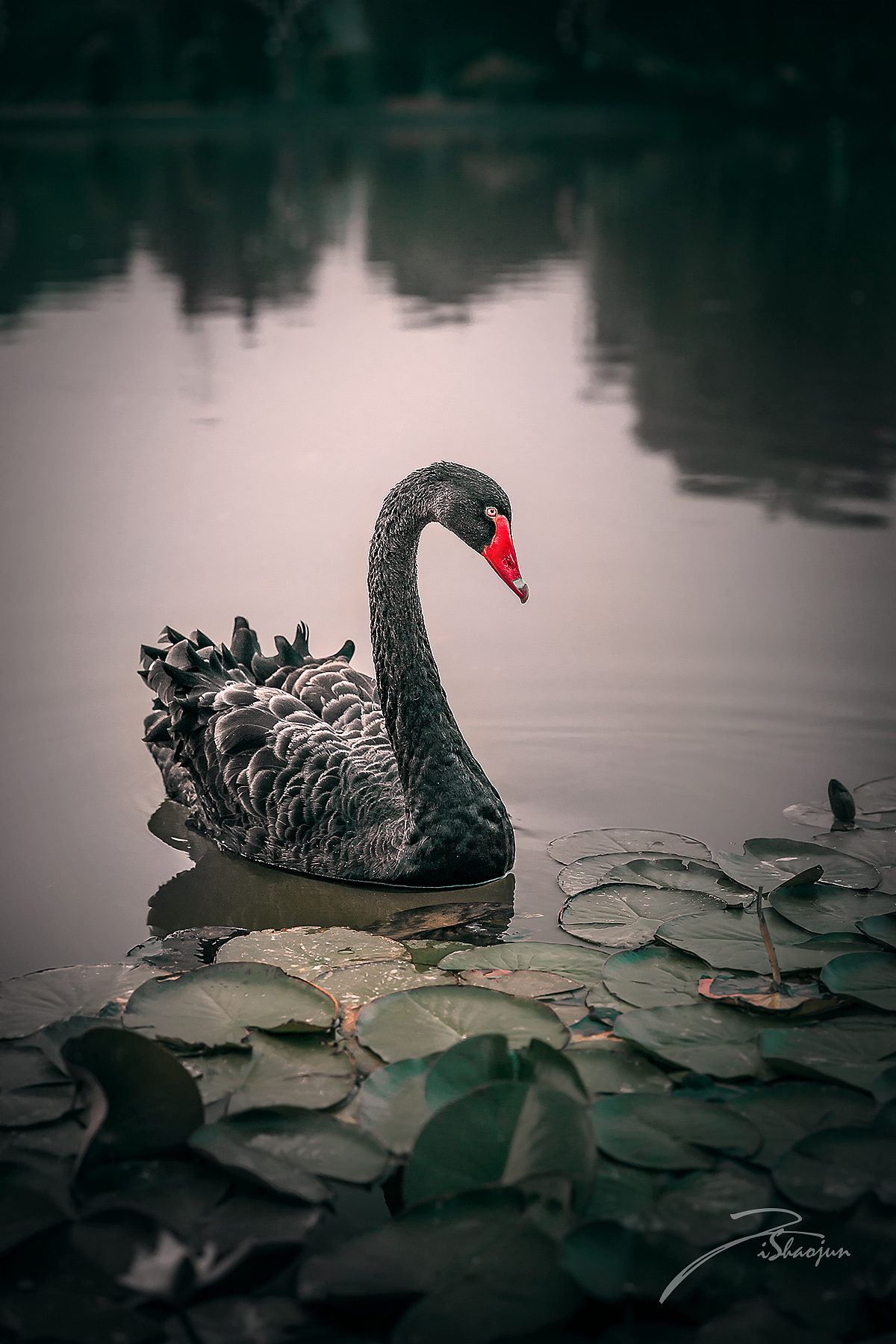 黑天鹅系列二（图ZMTE4NTEyMTcy） - 宠物摄影 - 站酷设计师訾语原创素材 - 站酷ZCOOL