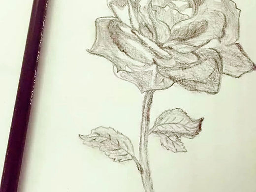 玫瑰🌹