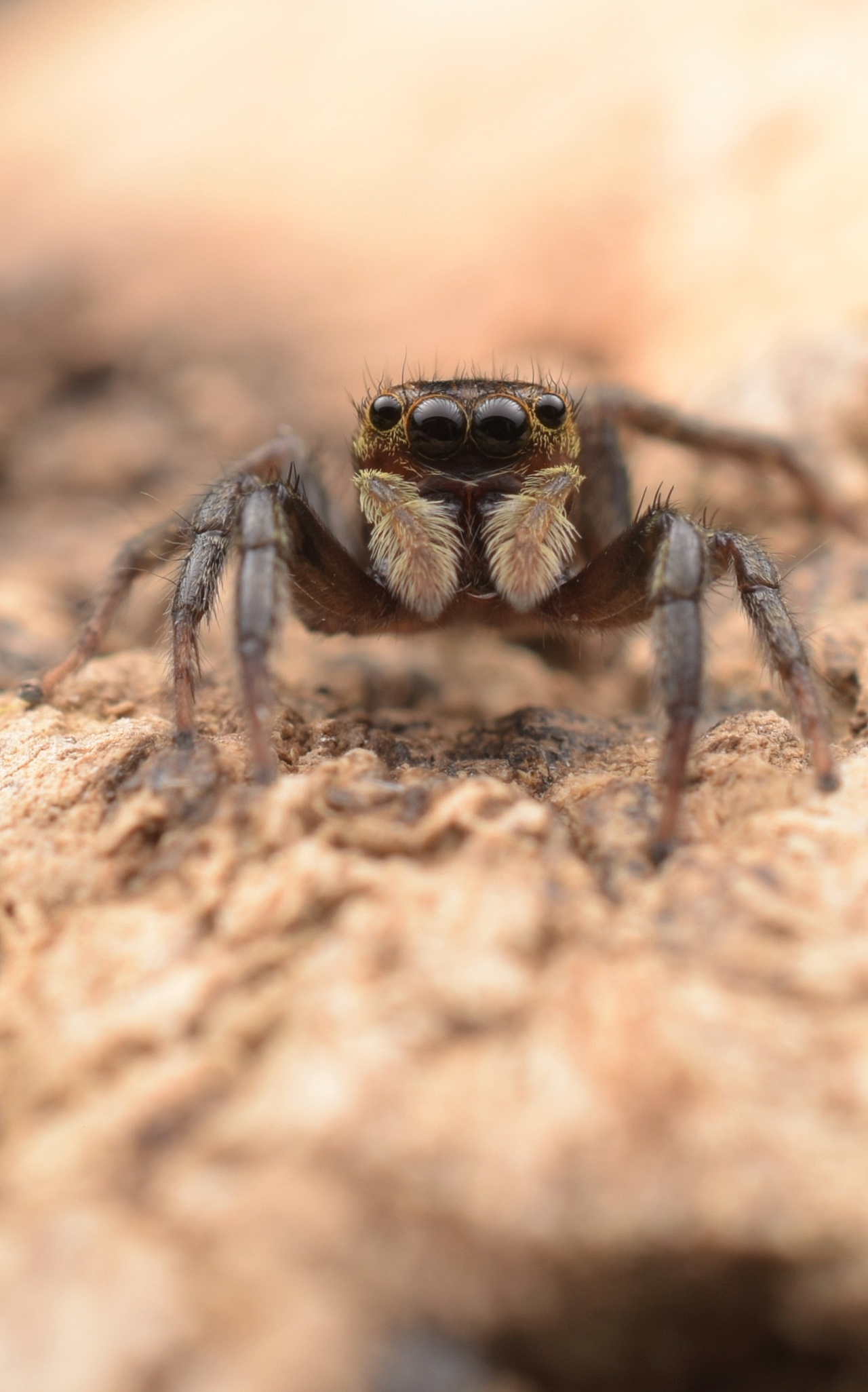 小跳蛛花蛤沙蛛