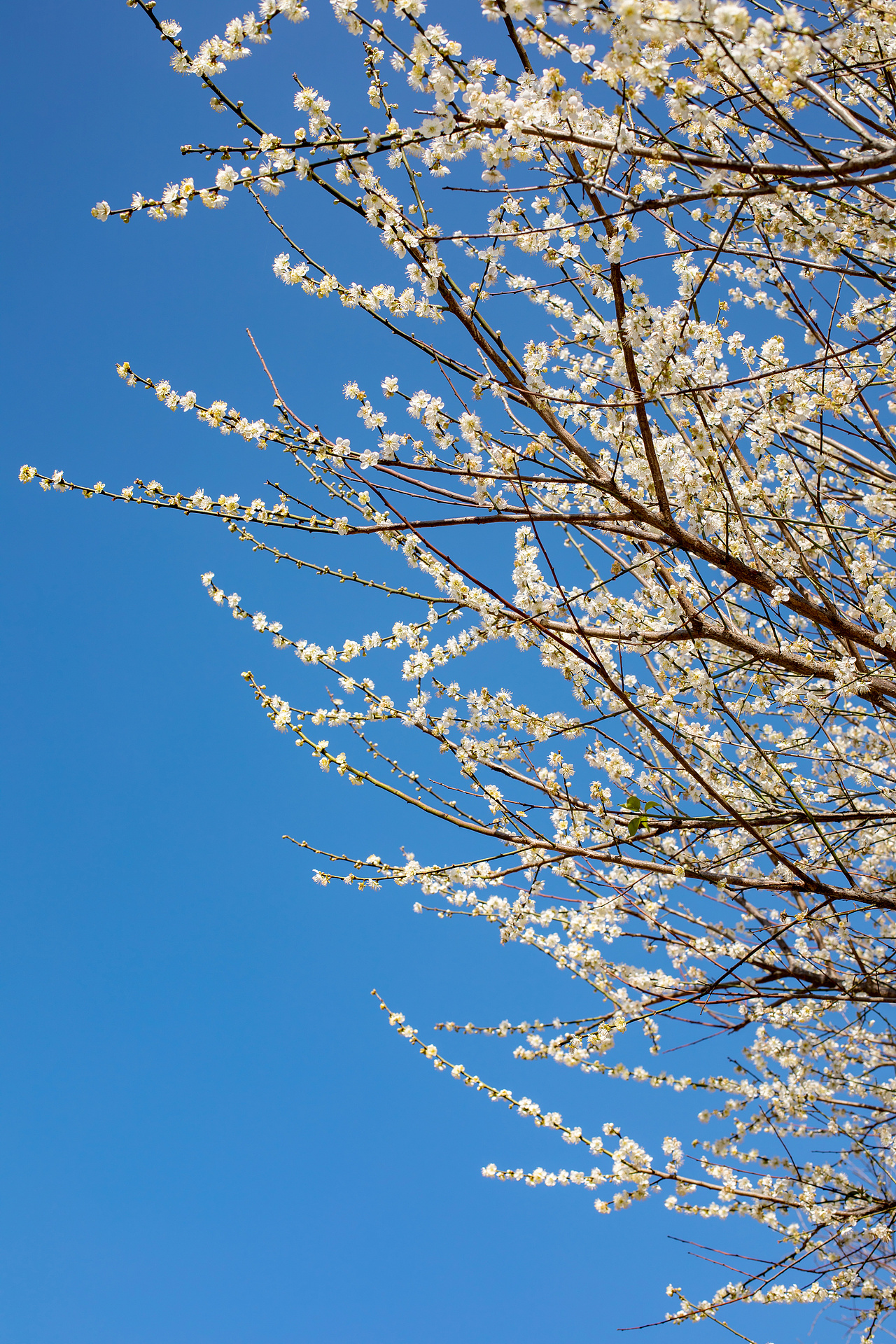 永泰文埕湾赏梅（图ZMTkyNjE2NTk2） - 风光摄影 - 站酷设计师木易同楊原创素材 - 站酷ZCOOL