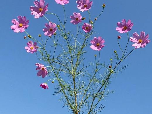 花和天空在一起